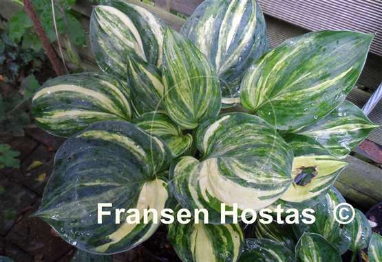 Hosta Fickle Blue Genes